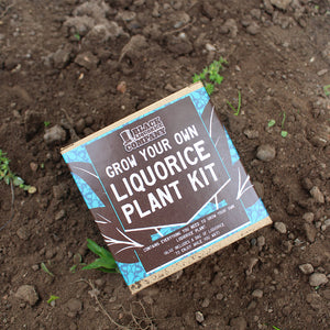 Grow Your Own Liquorice Plant Kit